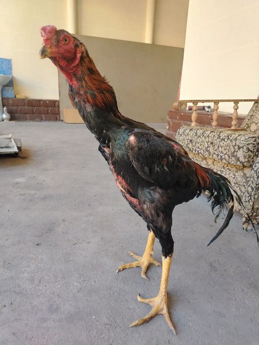 Апрельский дакан 5 кг