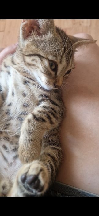 Котёнок наполовину бенгал