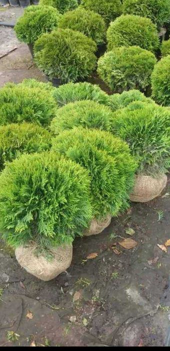 Vând magnolie, leylandi, spirală, pon pon, bonsai, măslin, gazon, tei