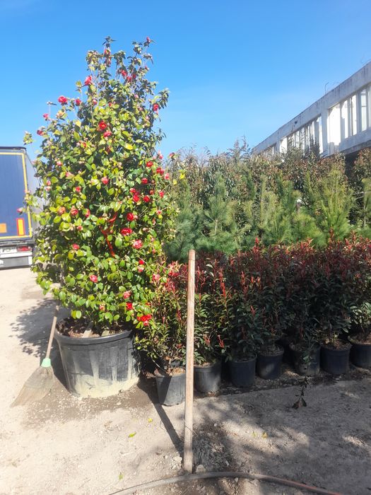 Vând plante ornamentale tuia smarald mesteacăn platani brazi Magnolia