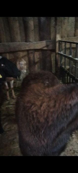 Продам баран гисар маладых