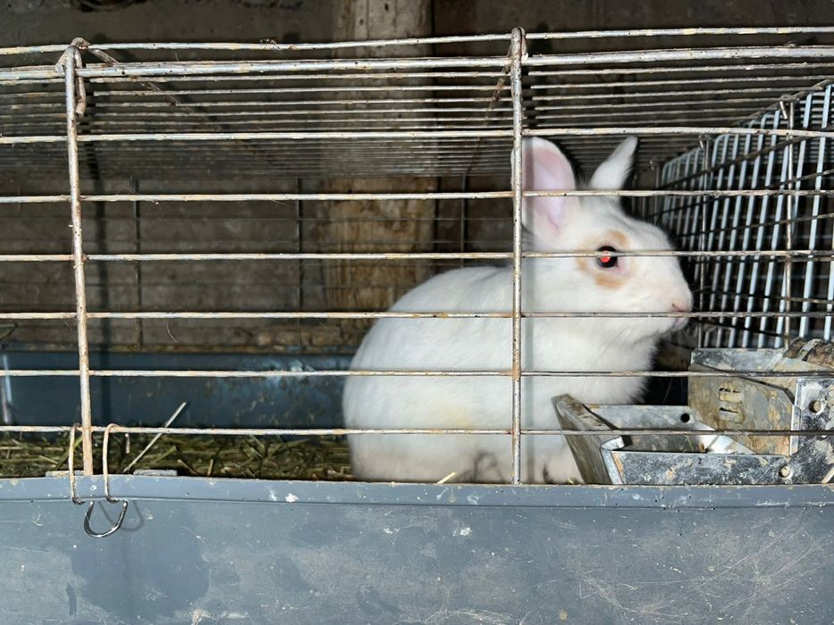 Декоративные кролики