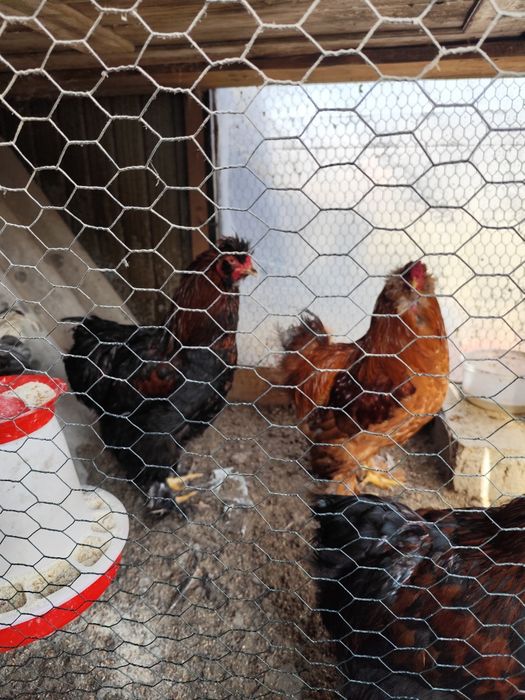 Cocoși moțați de vânzare