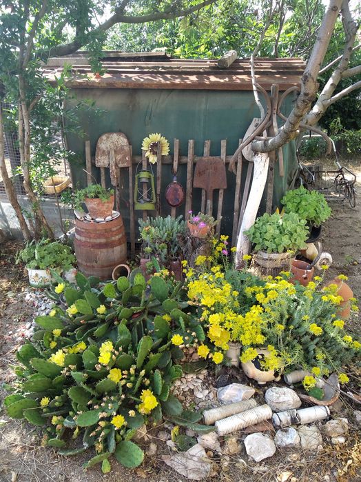 Кактус немръзне през зимата и цъфти жълто