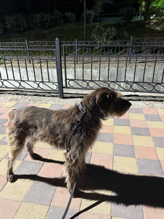 Пропала собака дратхаар