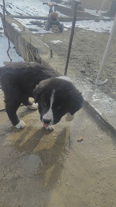 Alabay kuchuk 1.5 oylik