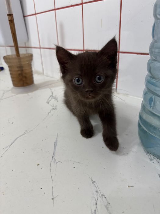 Котята  полукровки