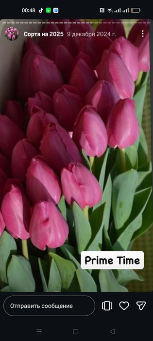 Тюльпаны свежие хороший выбор