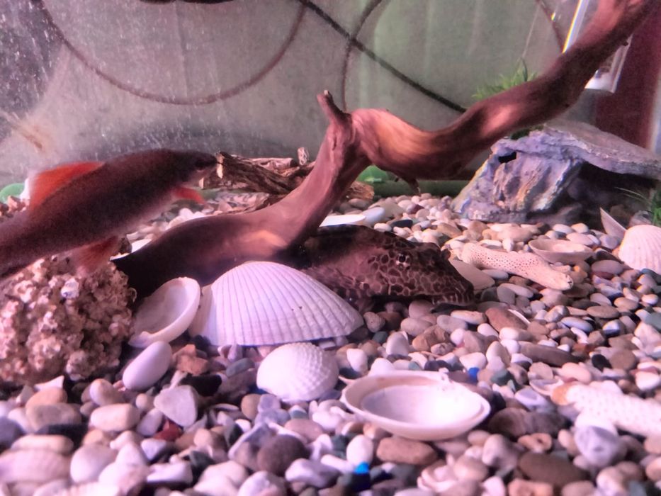 Продаем аквариум 130л с рыбками