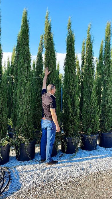 Plante Ornamentale pentru Amenajări Premium