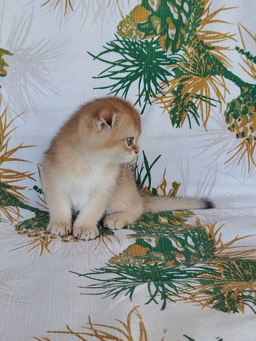 Котята Шиншилла Золотая Фолд