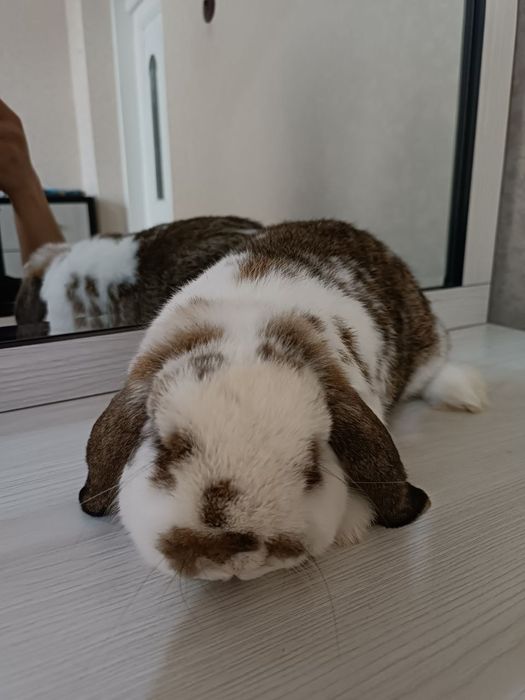 Карлик баран  karlik baran