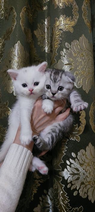 Готовы к продаже котята