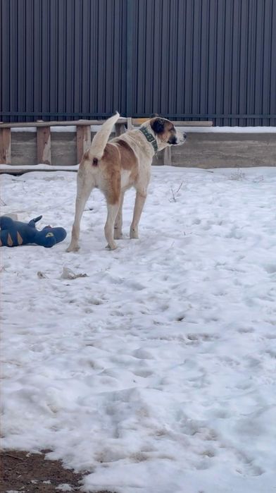 Алабай сатылады 1 жас