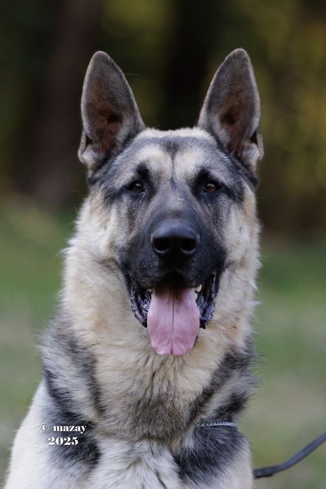 Восточно Европейская Овчарка