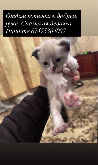 Котенок в добрые и любищие руки