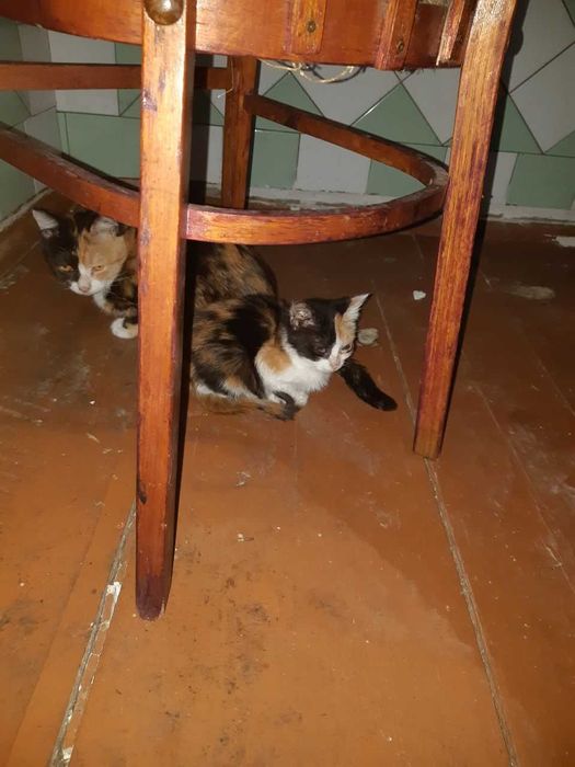 Бесплатно умные умеющие говорит и лечить кошки