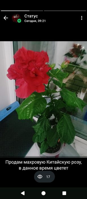 Комнатные цветы ,роза