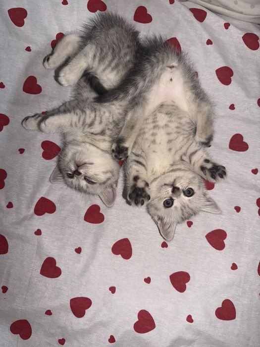 Serebristiy shinshilla mushular sotiladi / серебристый котята сотилади