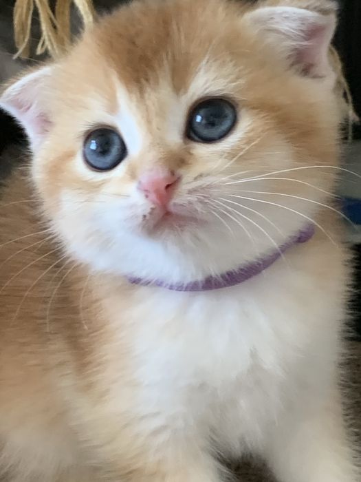 Продам золотушек шиншиллят