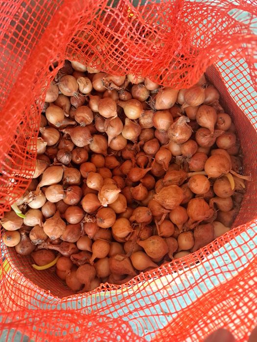 Vând arpagic Stuttgarter