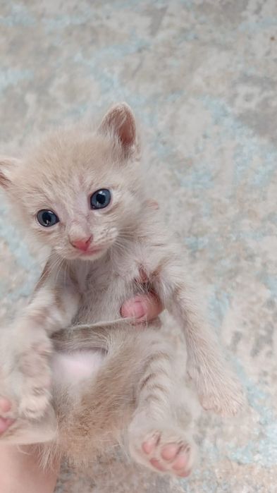 Котята крсавивые