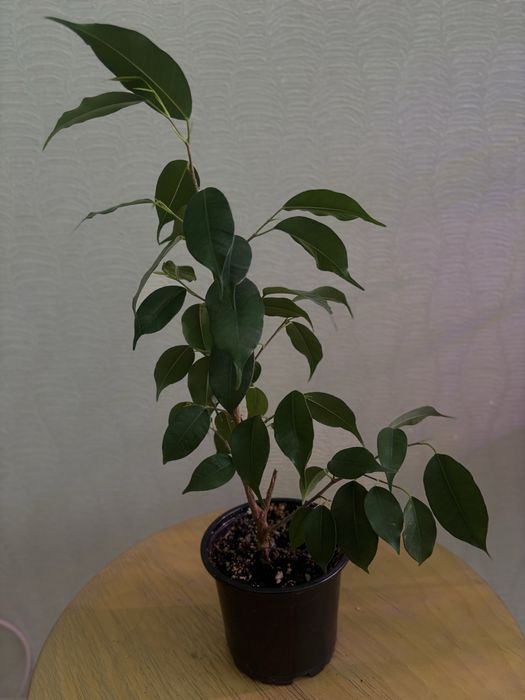 Продам комнатные цветы