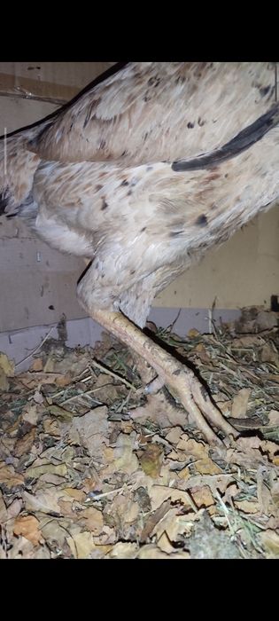 Бойтсовы дакан куры