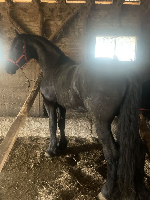 Vand armasar frizian 3,5ani talie mare