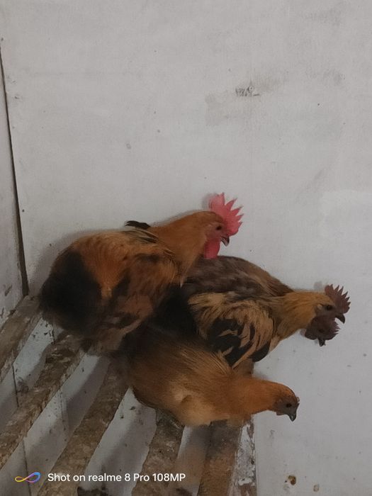 Продам петушков лакиданзии