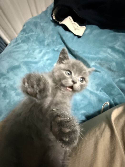 Мушук пародалик