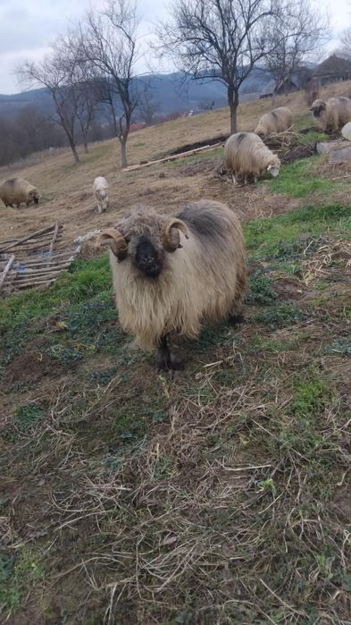 Se vând 2 berbecii Bucălăi