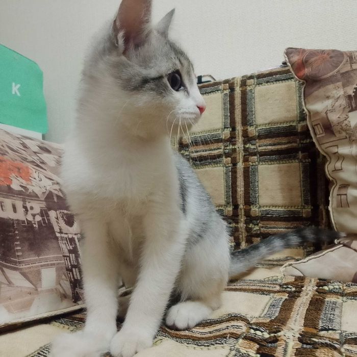 Срочно, отдам котенка в добрые руки