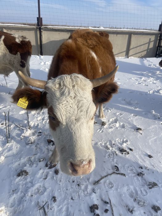 Продам коров Тайтобе