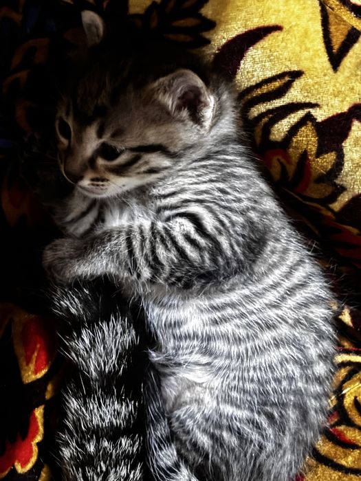 Отдам котят в добрые руки