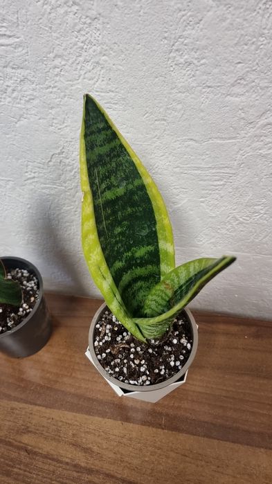 Фикус Панда и другие цветы