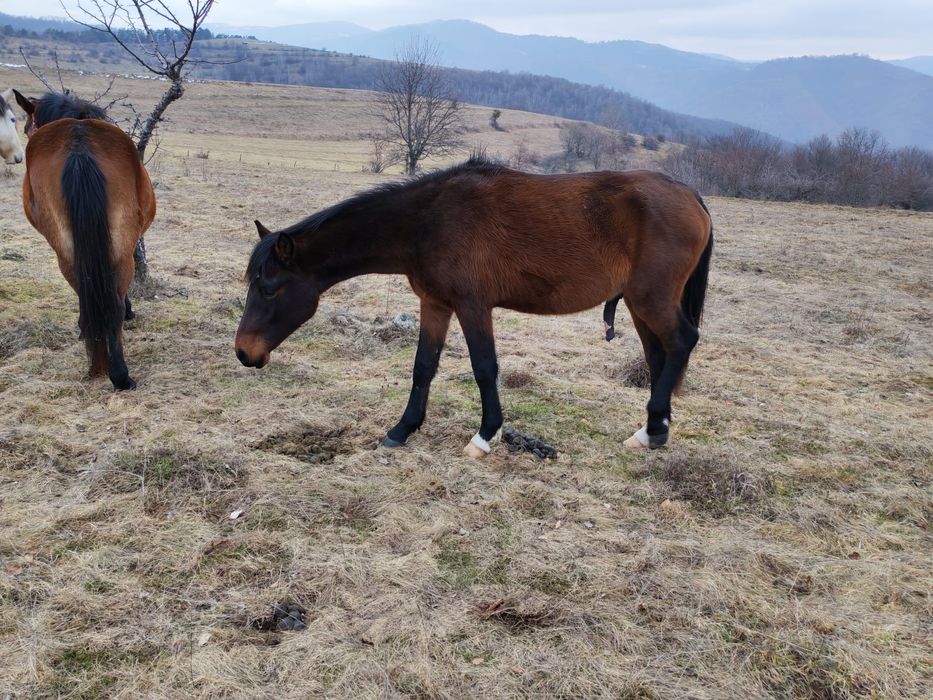 Vând mânz de 2 ani!