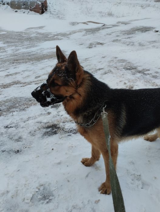 Животные вязка собак