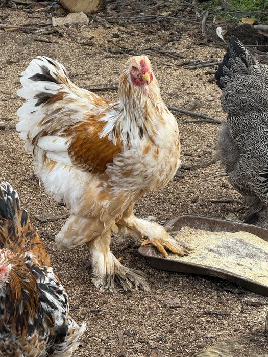 Cocosi brahma de TOP