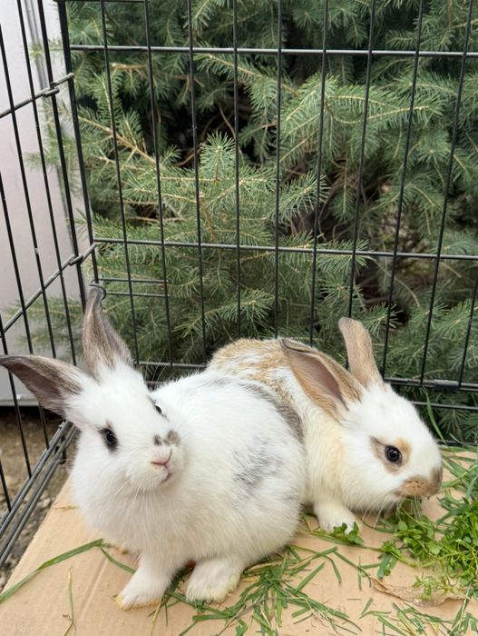 Продаются кролики