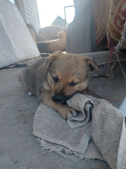 Отдам мальчика в