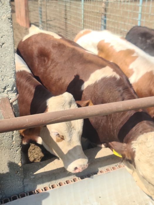 Tauri Bălțată Românească