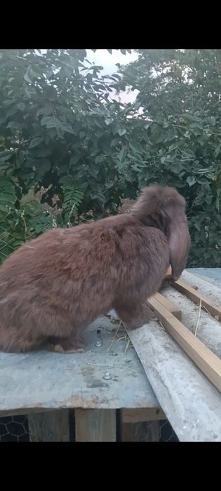 De vâzare Berbec german