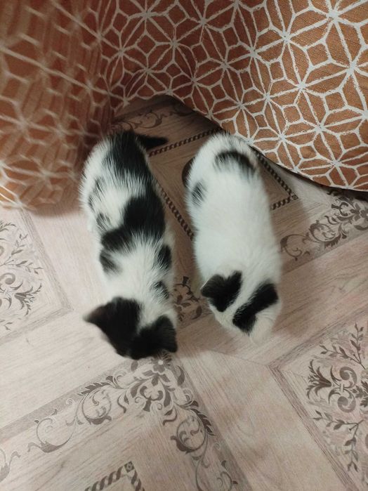 Отдам котят в добрые руки