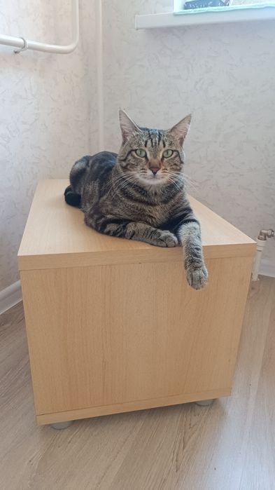 Отдам кота, в очень хорошие руки.