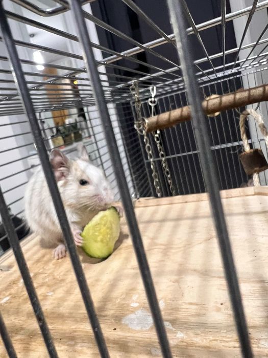 2 veverite Degu