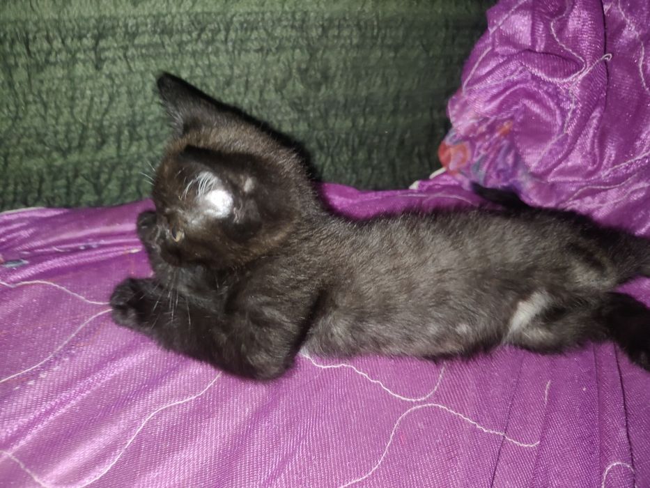 Отдам котят 2 месяца