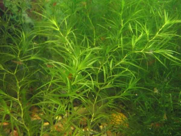 Растения в аквариум.