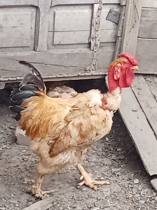 Vînd cocoș ..de tînar