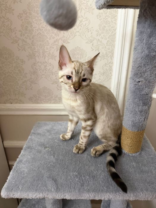 Кошка породы Бенгал